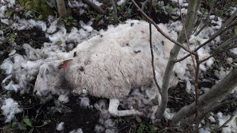 Kiskjad murdsid ja rappisid Tartu külje all mitukümmend lammast