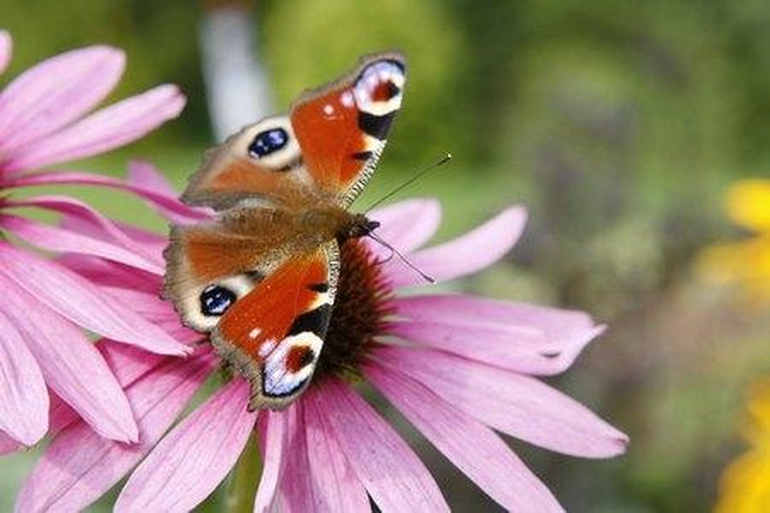 See siilkübaral peatunud päevapaabusilm on ilmekas näide, et korv­õielised on liblikatele hea toidulaud.