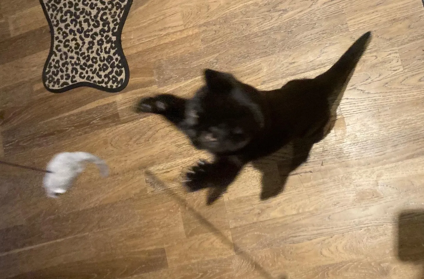 Kassid ei ole tuntud kui rännumehed, küll meeldib neile aga kodus hiiri püüda.