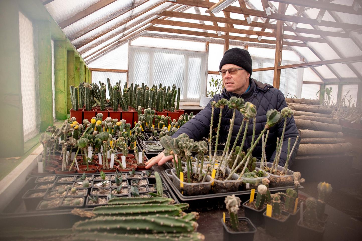 “Mul jäid alles tähtkaktuse külvid, mida tahtsin pookima hakata,” näitab Harri Poom uues kaktusemajas ­taastatava kollektsiooni ­alget.