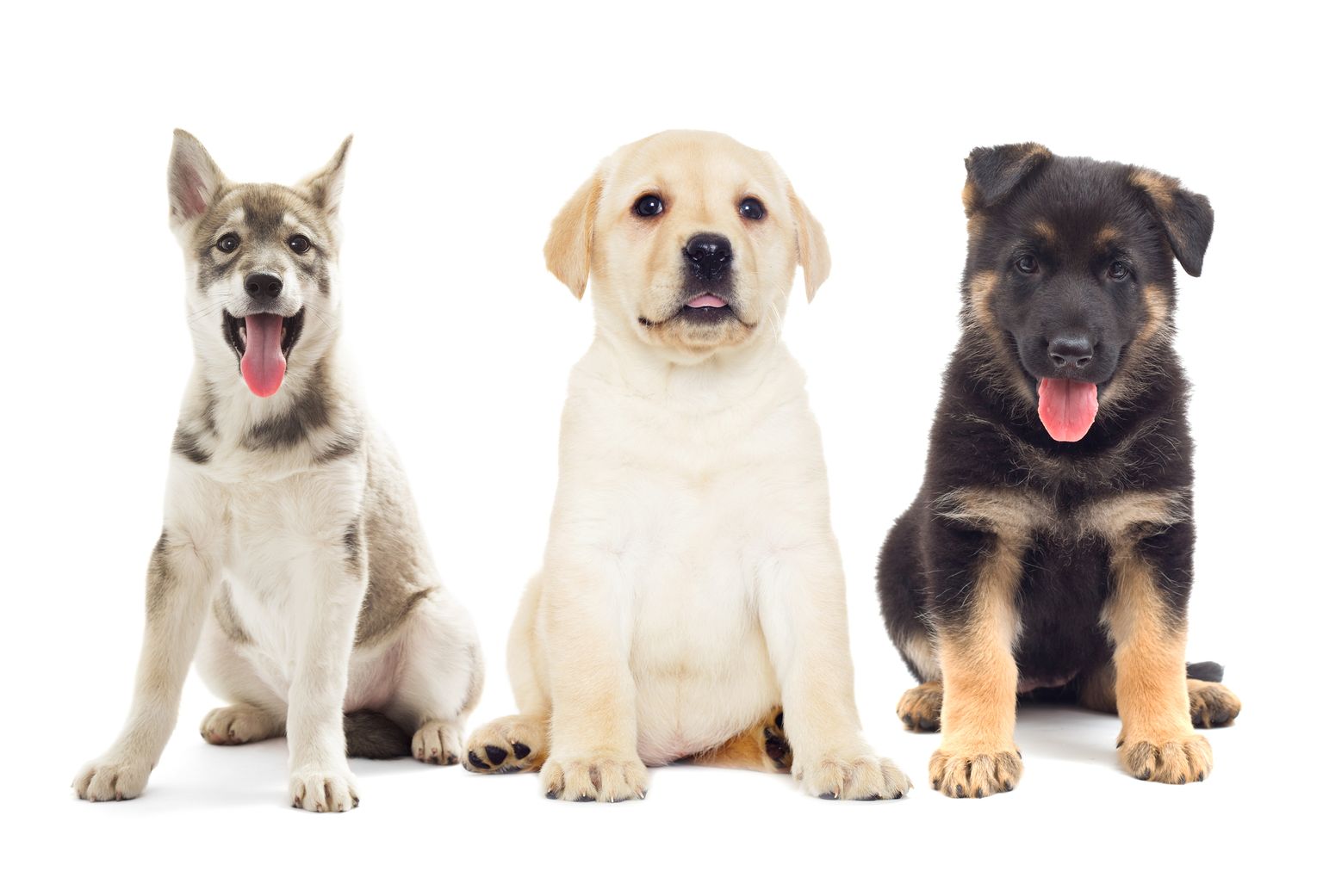 Labradori retriiver (keskel) on leebe iseloomuga koer, kes sobib hästi pere esimeseks lemmikuks. Pilt on illustreeriv.