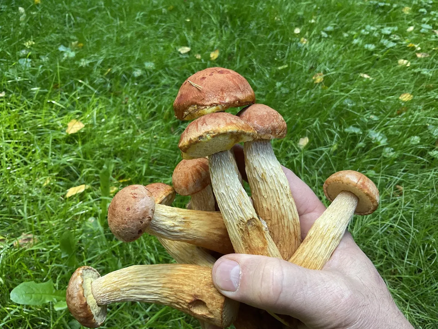 Kihnu metsad lausa leemendasid ameerikamaistest puravikest ehk männi kuldpoorikutest. Teadaolevalt pole Kihnu männiistikuid toodud. Üleval: Cryphonectria parasitica nimeline seen viidi Euroopa kastanipuudega Ameerikasse, kus see 19. sajandil korraldas ulatusliku puu­genotsiidi, tappes kohalikud kastanid.