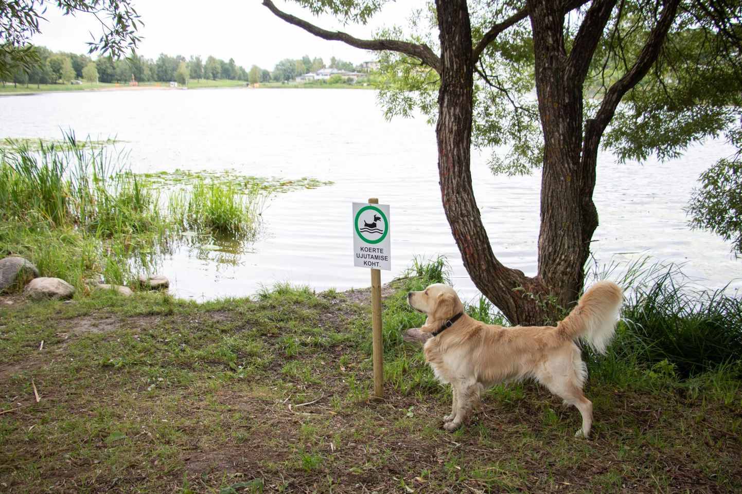 Viljandis Paala järve ääres koertele mõeldud rannas on neljajalgsetel mõnus ennast soojal suvepäeval jahutada.