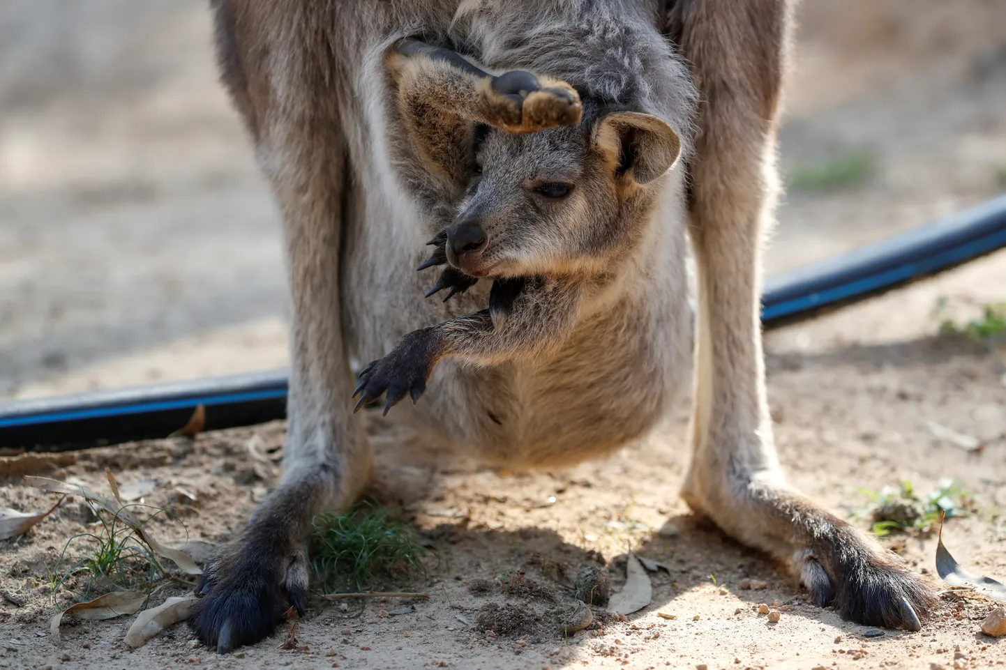 Känguru.