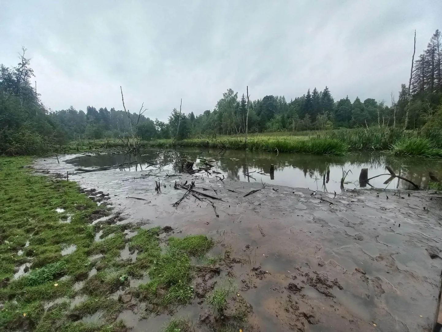 Tarvastu paisjärvest sai kiiresti mudaväli ning veetase langeb edasi. Pilt on tehtud 29. augustil.