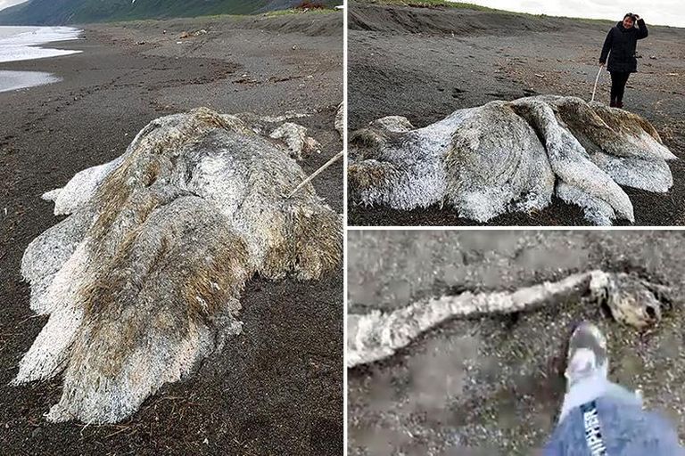 Venemaa Kamtšatka rannalt leitud olend