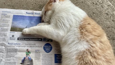 PÄEVAPILT ⟩ Polegi täna hiirte pilti, ehk näeb siis unes…