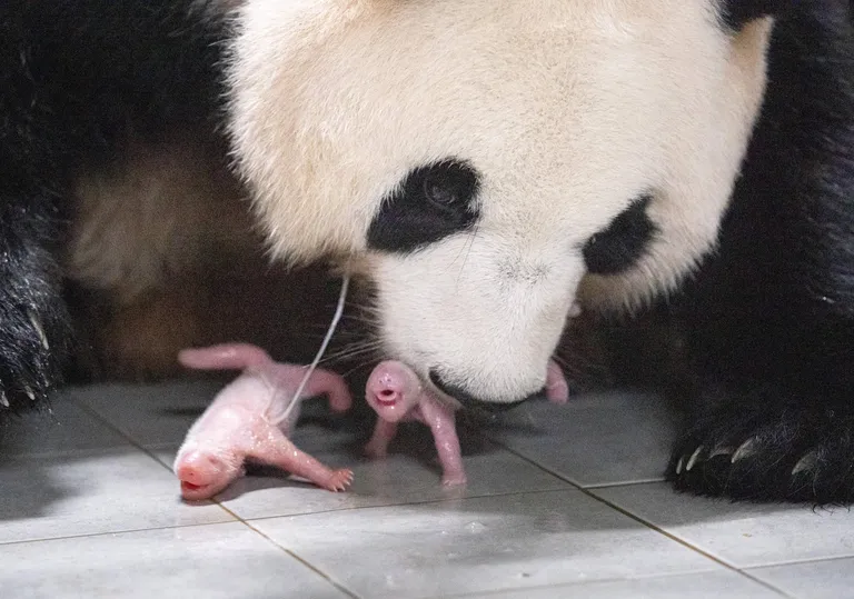 Ai Bao oma kutsikatega.