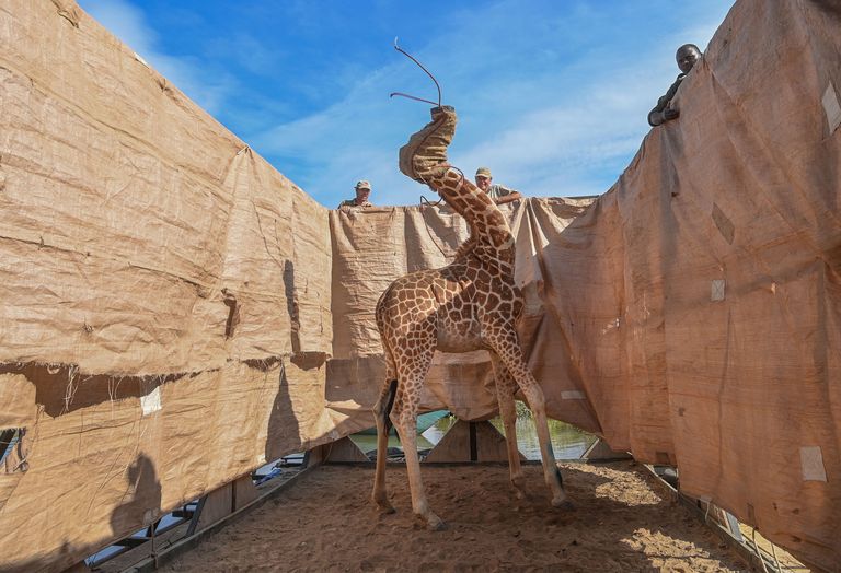Par labāko foto kategorijā "Daba" atzīts Ami Vitale uzņemtais kadrs, kurā iemūžināta žirafes pārvešana. Rotšildas sugas žirafe ir pasaulē garākais zīdītājs. Tomēr tā ir apdraudēta suga un to skaits strauji samazinās.