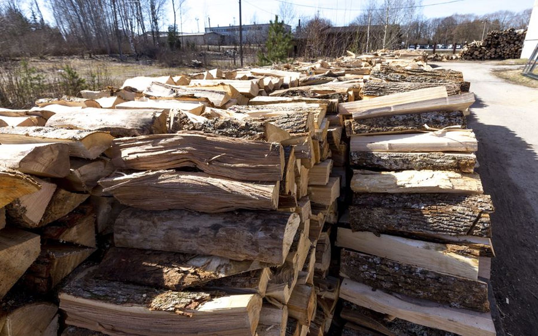 Paari aasta jooksul Viljandi haljastust hooldades maha võetud sadakond tihumeetrit puid läheb kütuseks.