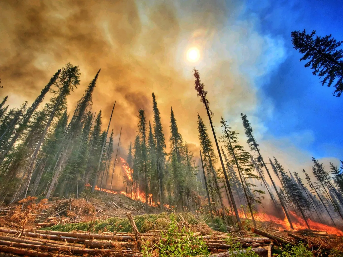 Põuast ja kõrgest temperatuurist tekkinud metsapõleng juulis 2021 USAs Washingtoni osariigis Incheliumis
