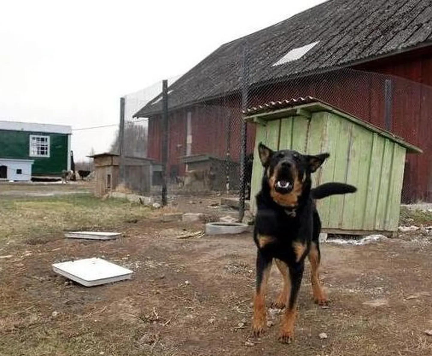 Pildil olev koer ei ole looga seotud..
