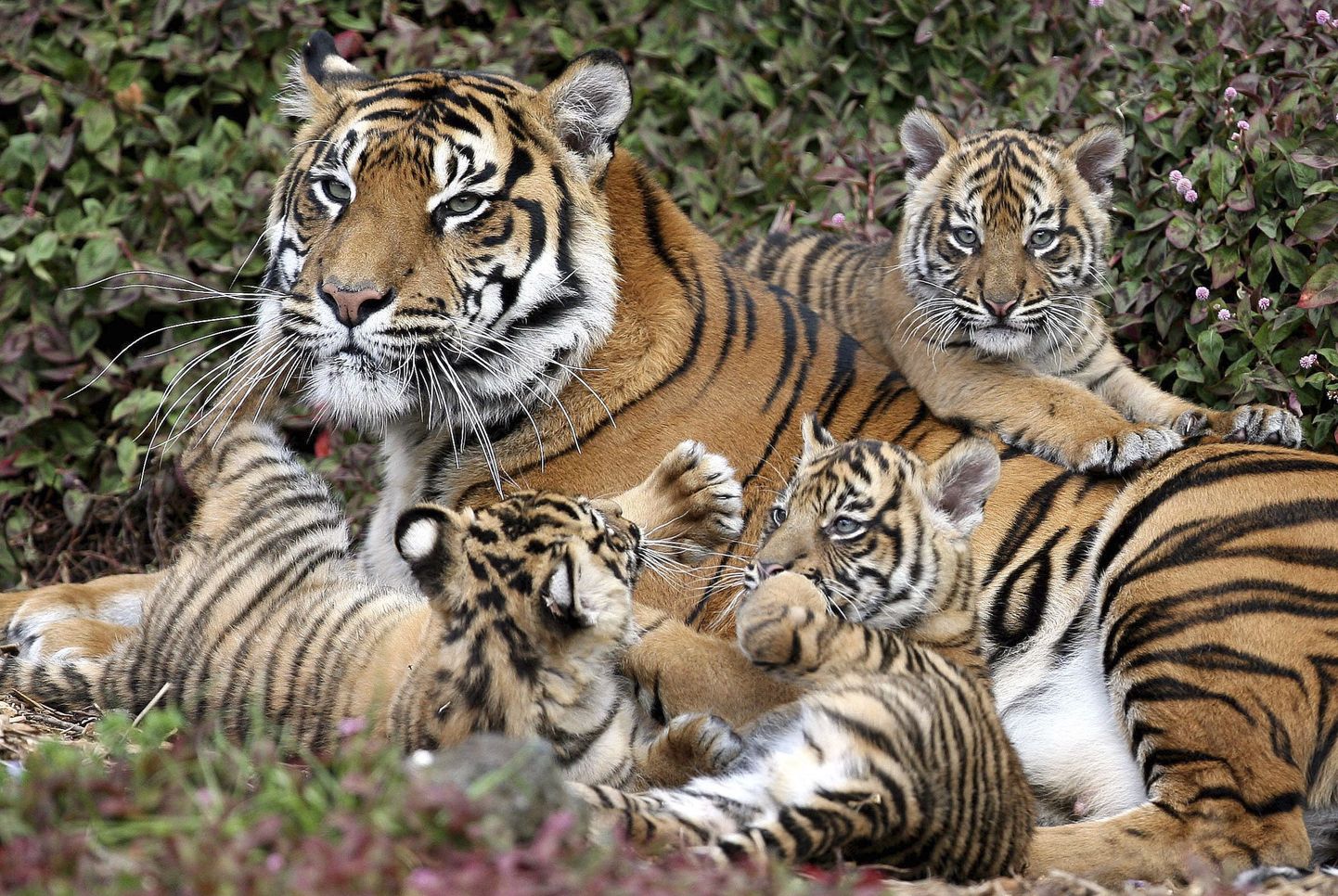 Sumatra tiiger koos 3 kuu vanuste poegadega. Pilt on tehtud Uus-Meremaal Aucklandi loomaaias.