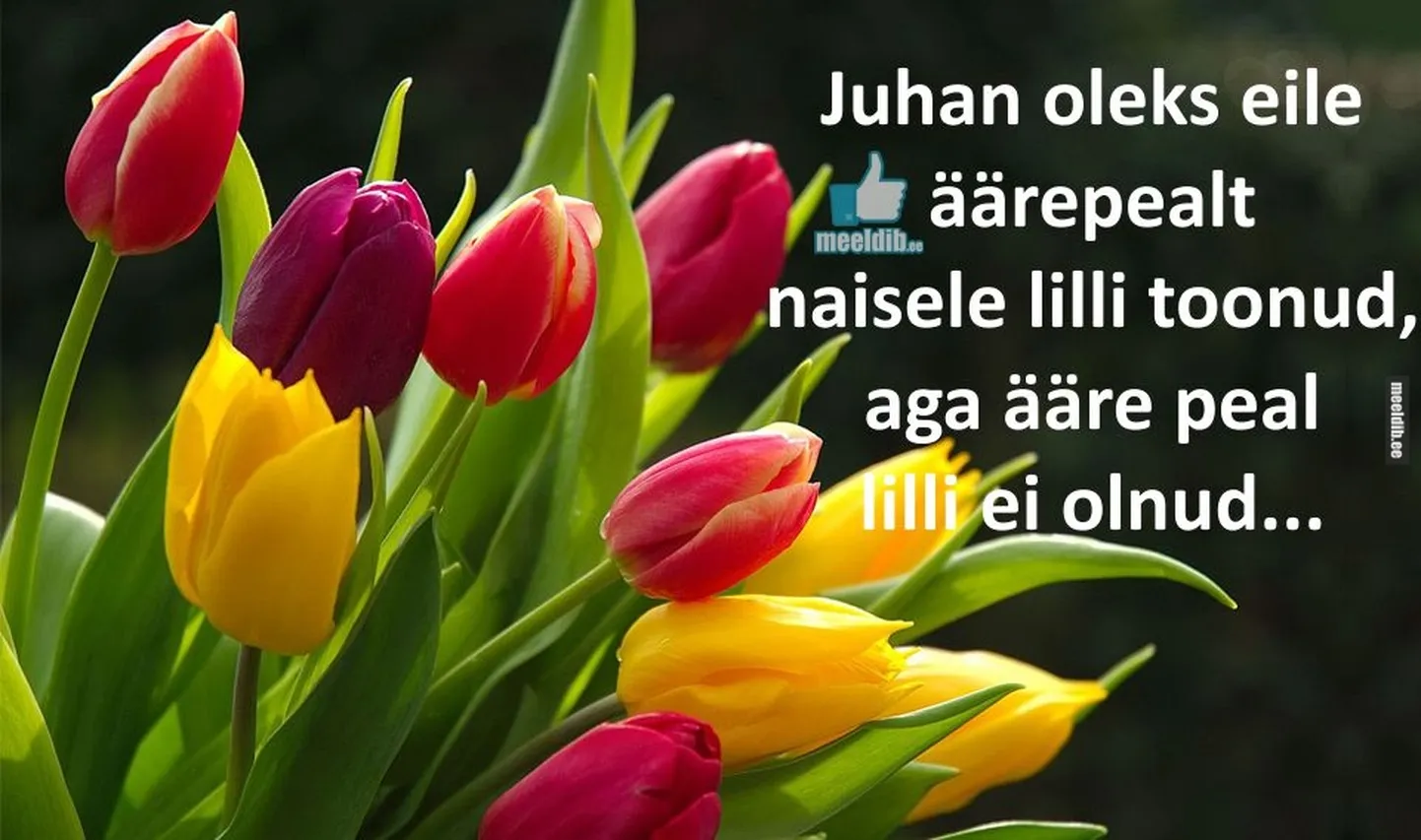 Artikli foto