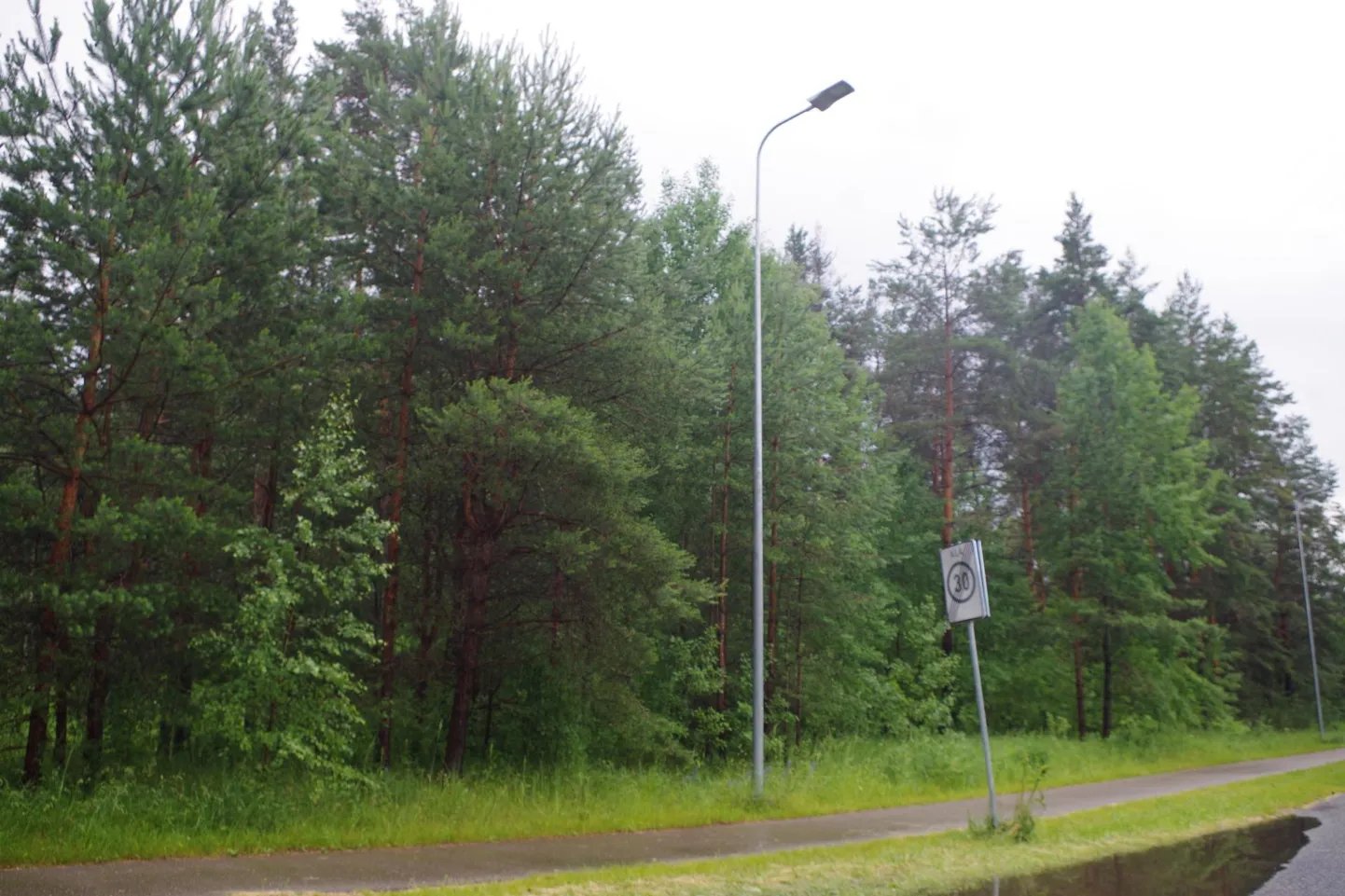 Taara tänaval on kavas müüa viis kinnistut, kus praegu veel kasvavad puud.