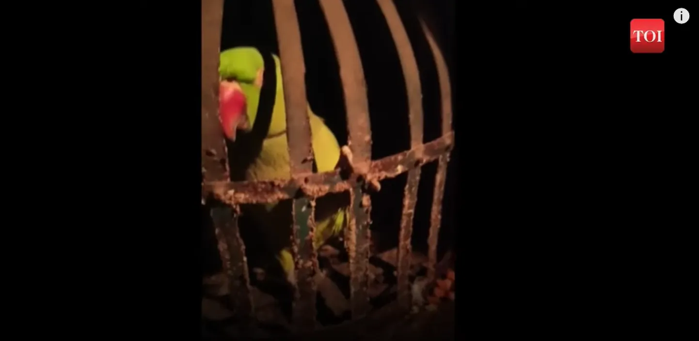 Paraku osutus papagoi omanikule väga lojaalseks