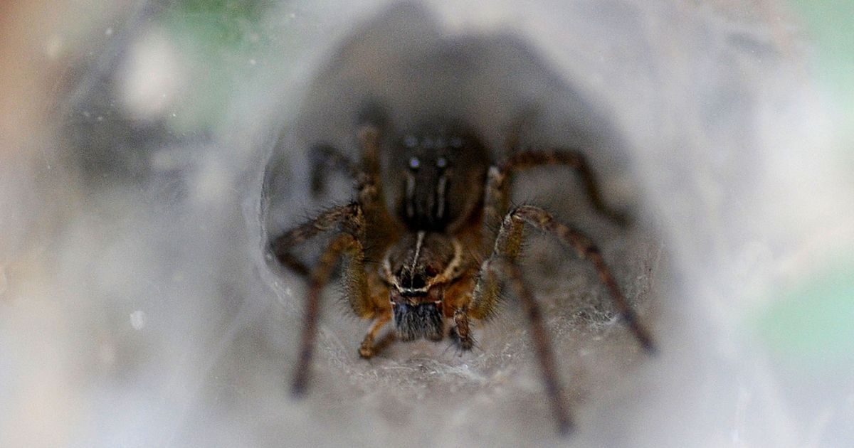 Spider rus. Паук Вася. Вася паук паук паук. Вася паук почему.