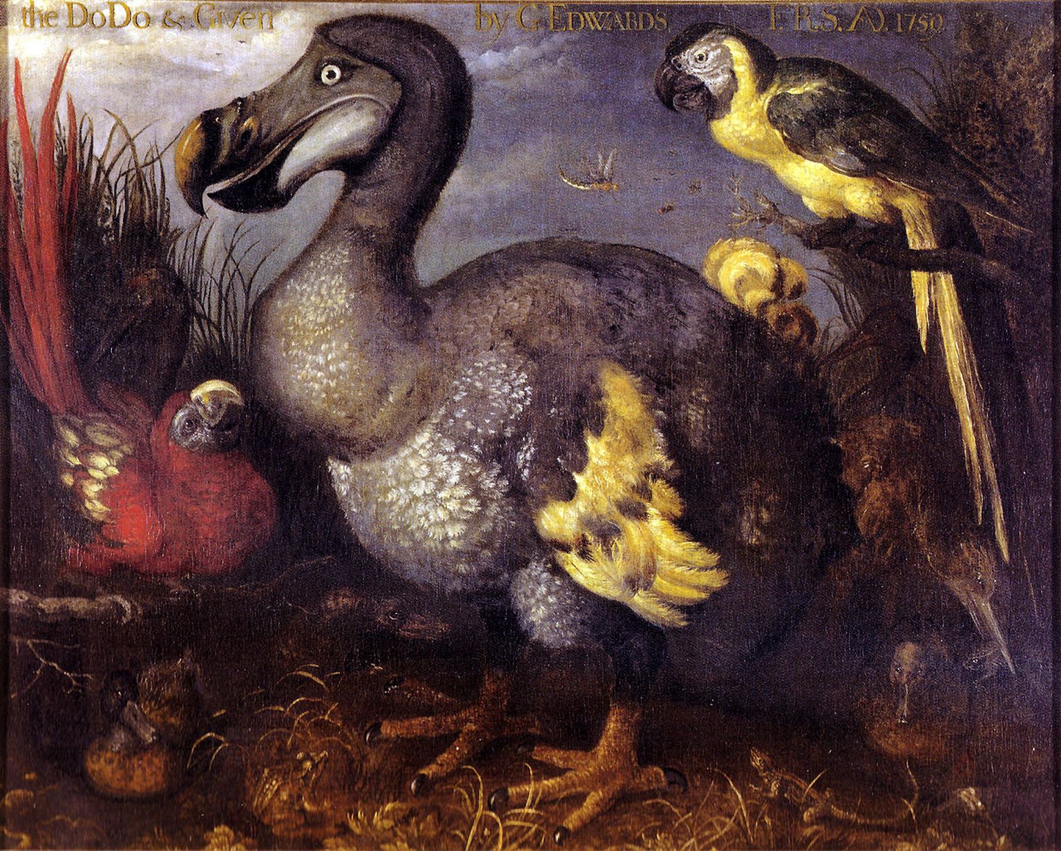Dodo