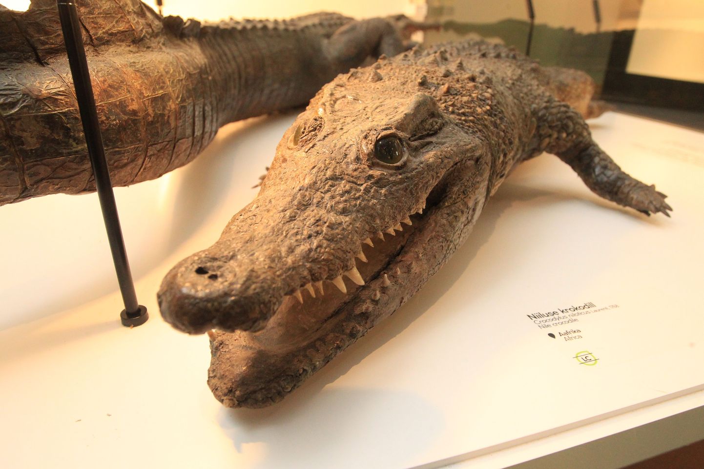 Niiluse krokodill loodusmuuseumi ekspositsioonist.
