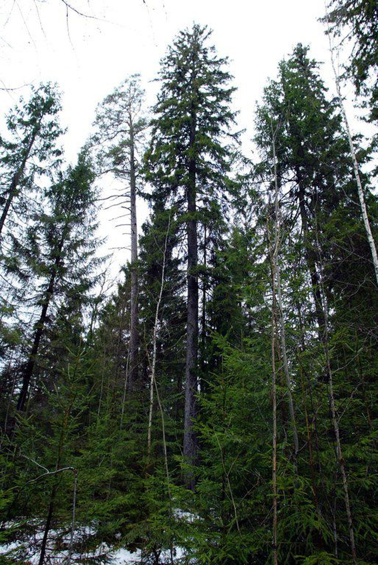 Pärast täpsustavaid mõõtmisi tunnistati Eesti kõrgeimaks puuks Järvseljal kasvav kuusk.