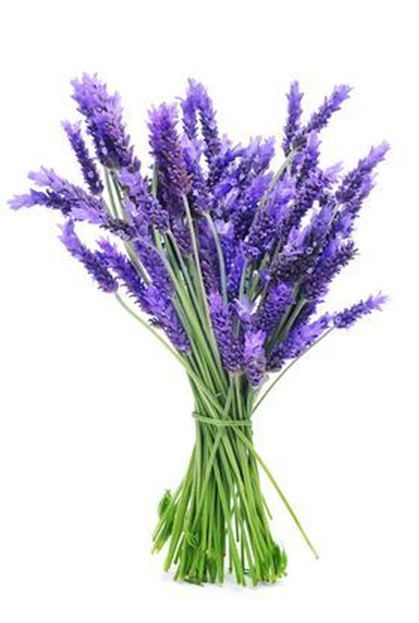 Lavendel