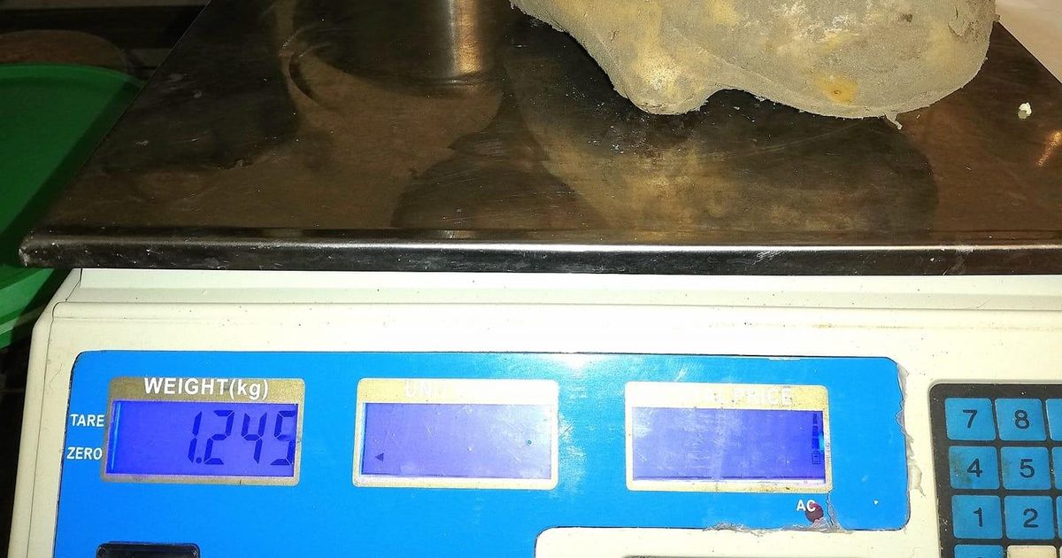 Rägavere külas kosus kartul hiiglaseks