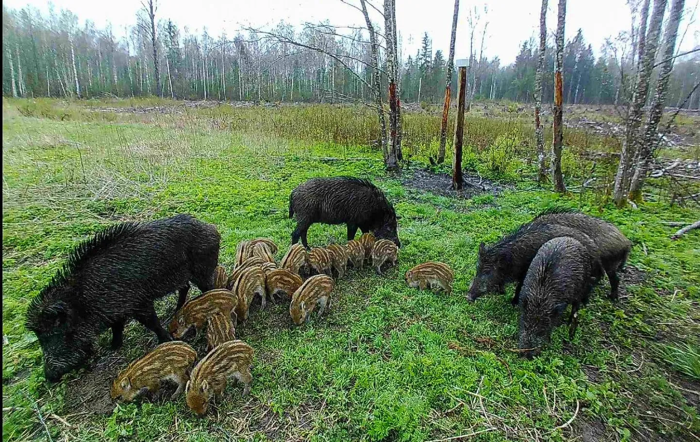 20 põrsaga seakari söödaplatsil viljateri tuhnimas.
