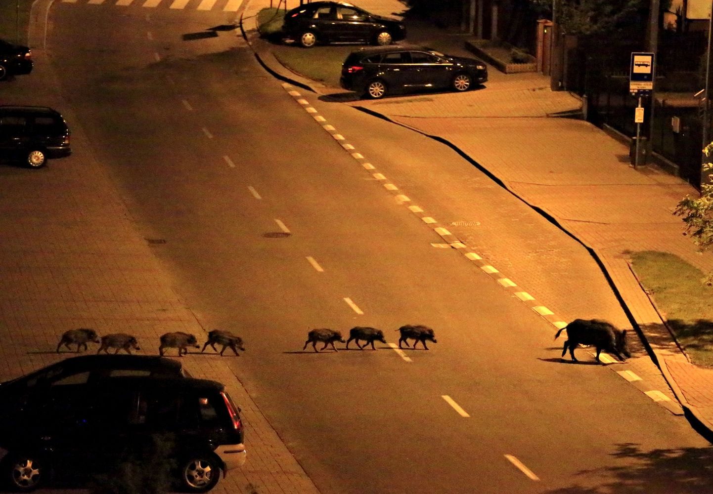 Metsseaema koos põrsastega Poolas, Gdynia linnas. Metsead on tavaliselt päevase eluviisiga, kuid inimtegevus on neidki loomi sundinud öösel elama.