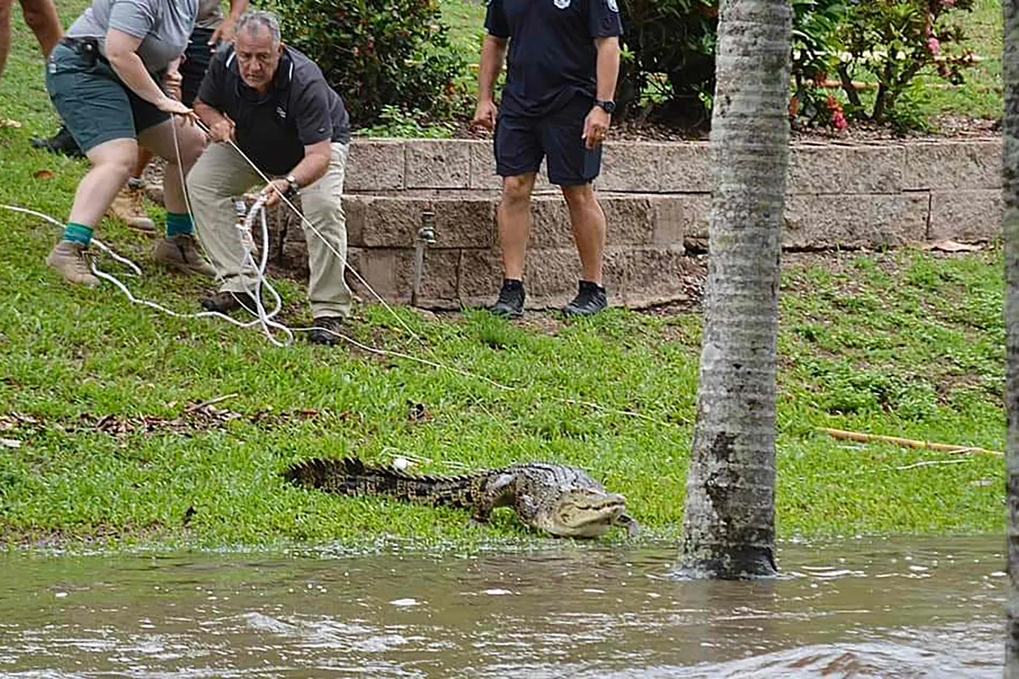 Inghami linnas püüti tulvaveega linnatänavale sattunud krokodilli.