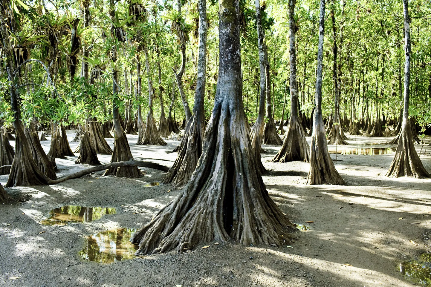 Coiba saar