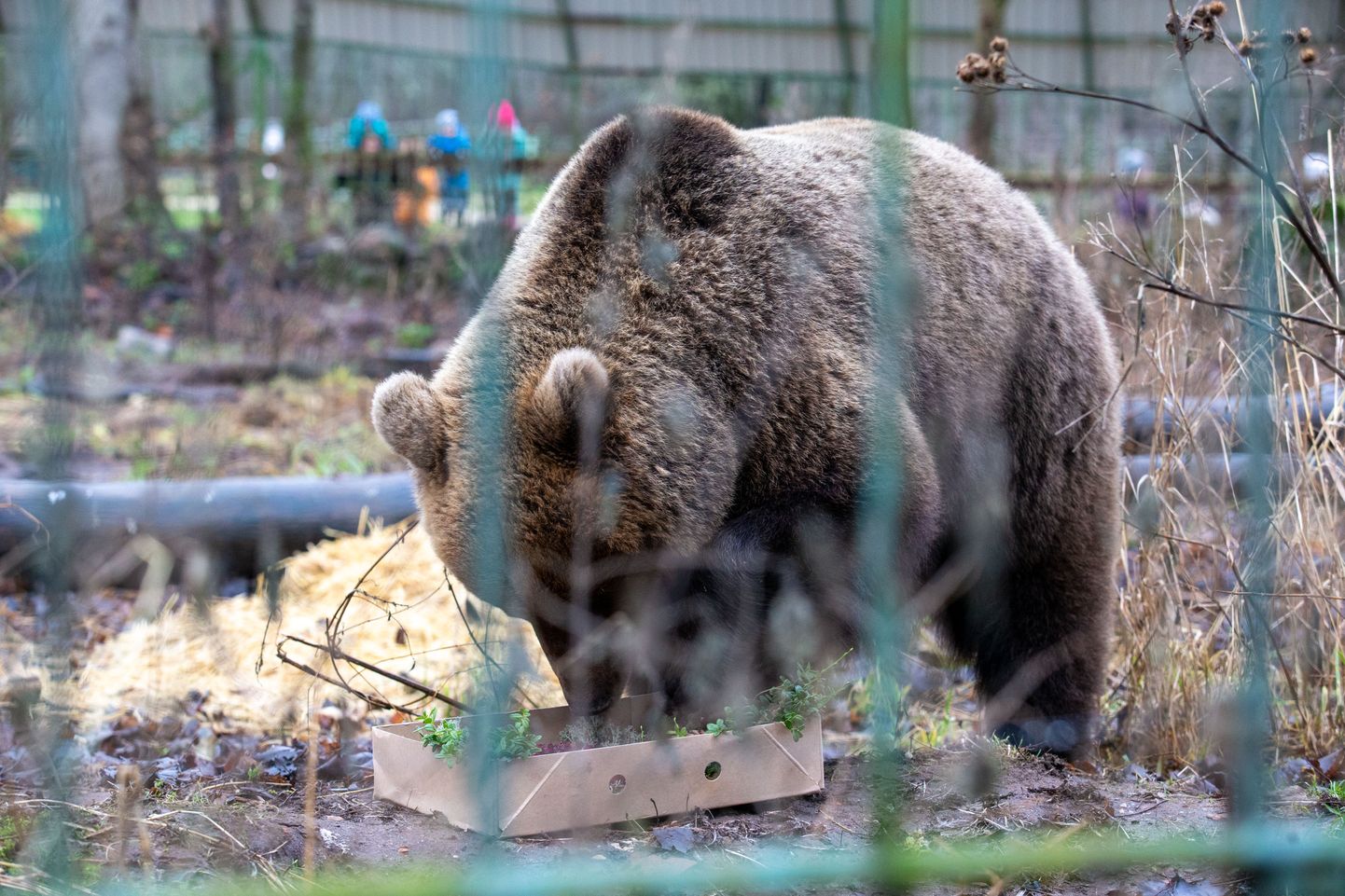 Eesti tuhande karu hulka on loetud ka Elistvere loomapargis elav Karoliina.