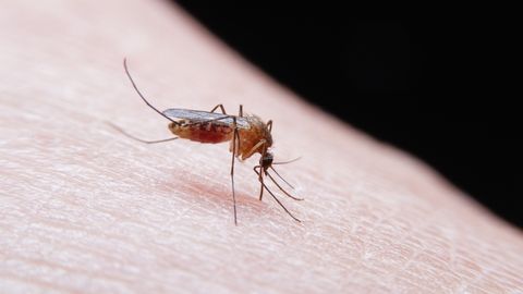 Surprising Truth: Misusing Repellent May Make You More Attractive to Mosquitoes