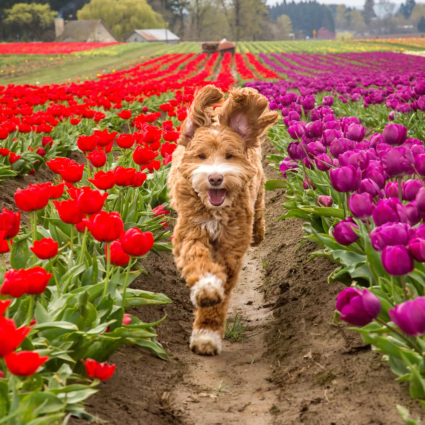 Labradoodle'i tõugu koer.