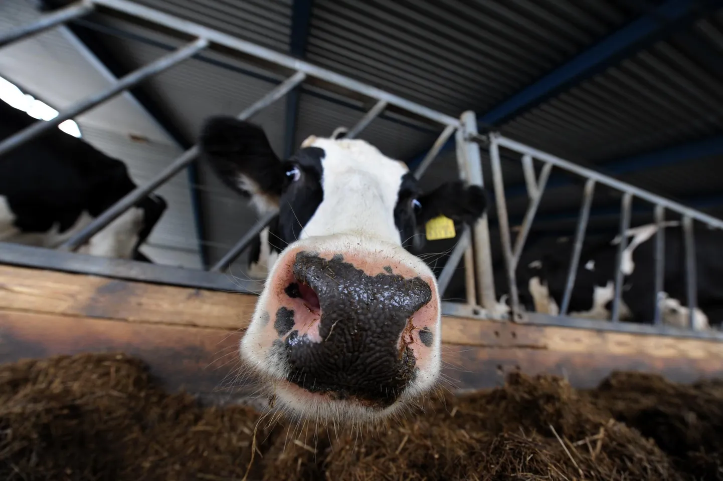 Farmis tuleb lehmi lüpsta ja sigu sööta iga päev.