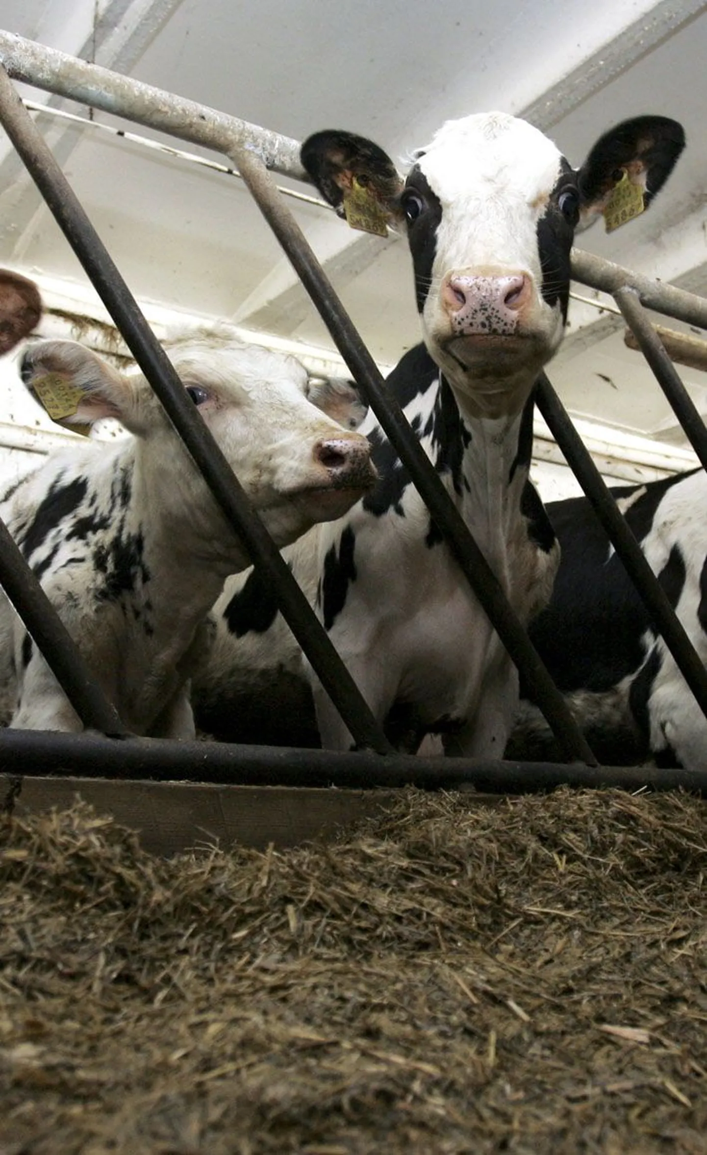 Madal piima hind mõjutab kõige rohkem põllumajandustootjaid.