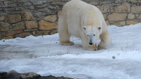 Loomaaed tähistab laupäeval ülemaailmset jääkarupäeva