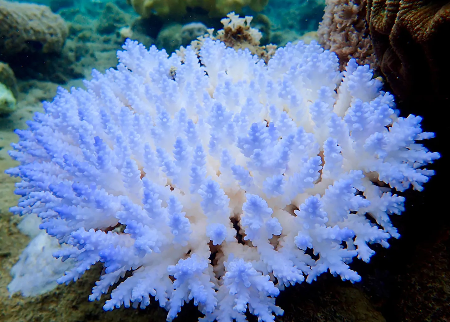 An undated handout photo received from ARC Centre of Excellence for Coral Reef Studies on April 19, 2018 shows a mass bleaching event of coral on Australia's Great Barrier Reef. 
The Great Barrier Reef suffered a "catastrophic die-off" of coral during an extended heatwave in 2016, threatening a broader range of reef life than previously feared, a report revealed on April 19, 2018. / AFP PHOTO / ARC Centre of Excellence for Cor / GREG TORDA