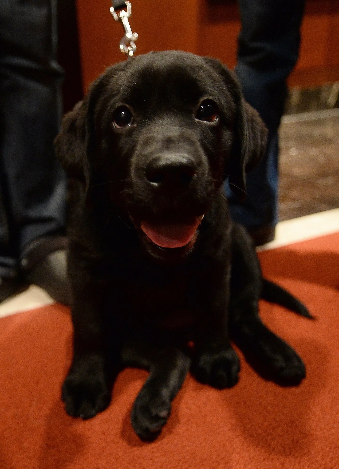 Labradori kutsikas