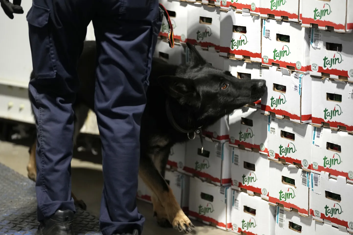 Belgia tolliteenistuse narkokoer otsimas uimasteid Antwerpeni sadamas. Foto on illustratiivne.