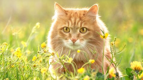 See üks asi võib määrata, kui kaua sinu kass elab