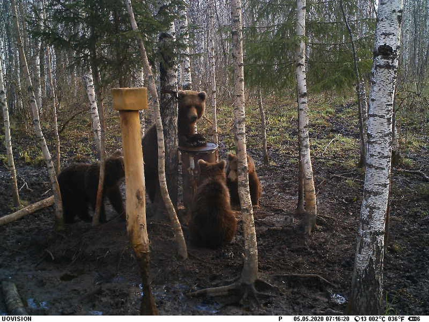 Jahimeeste rajakaamerate ees toimetavad karud päris sageli; need mõmmikud on jäädvustatud 5. mail.