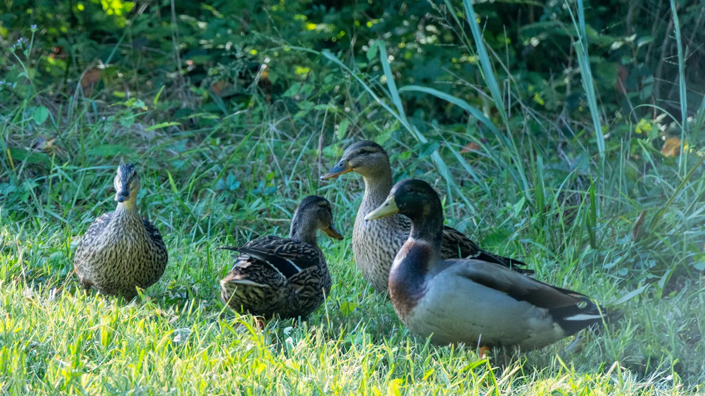 Raksta foto