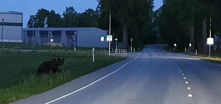 Eile õhtul jalutas Tapal üle tee karu.