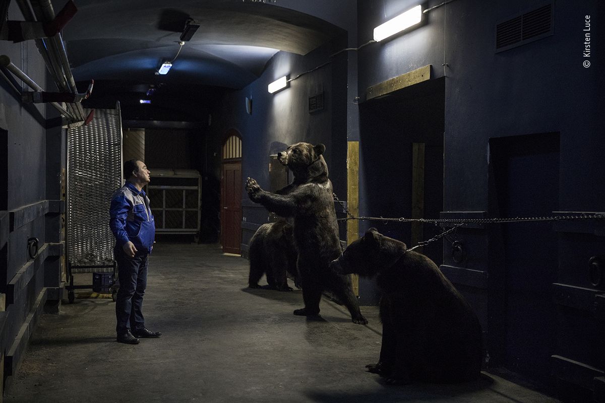 В петербургском цирке в номерах участвуют три сибирских бурых медведя. Животных с раннего возраста приучают ходить на двух лапах, приковывая их цепью к стене за шею.