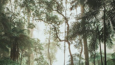 Miraculous survival: Passenger falls 3 km from plane crash into rainforest, lives