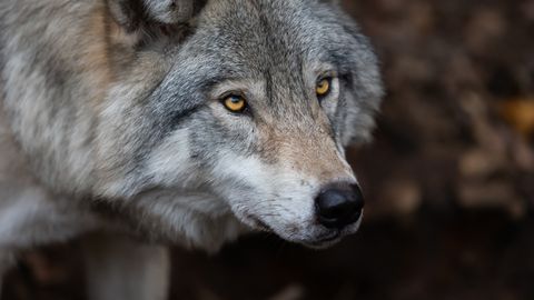 USA loomaaias käitusid vanemad vastutustundematult