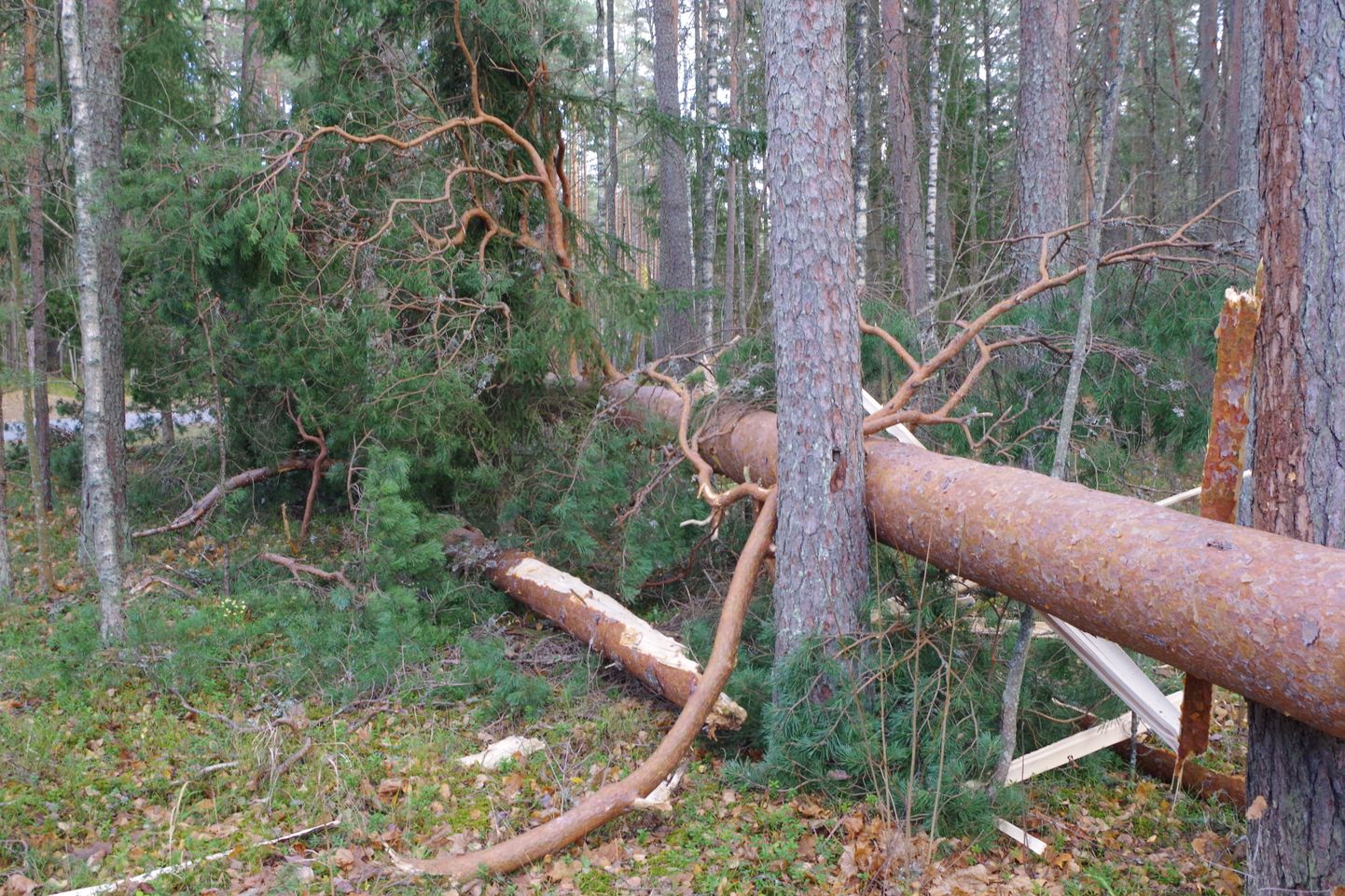 Tormi käes murdunud puu. Foto on illustreeriv.
