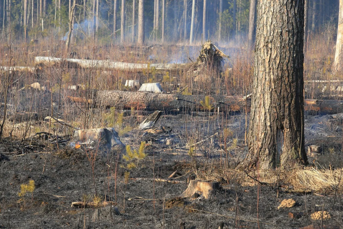 Päästjatele andsid möödunud ööpäeval Lääne-Virumaal tööd kaks kulupõlengut.