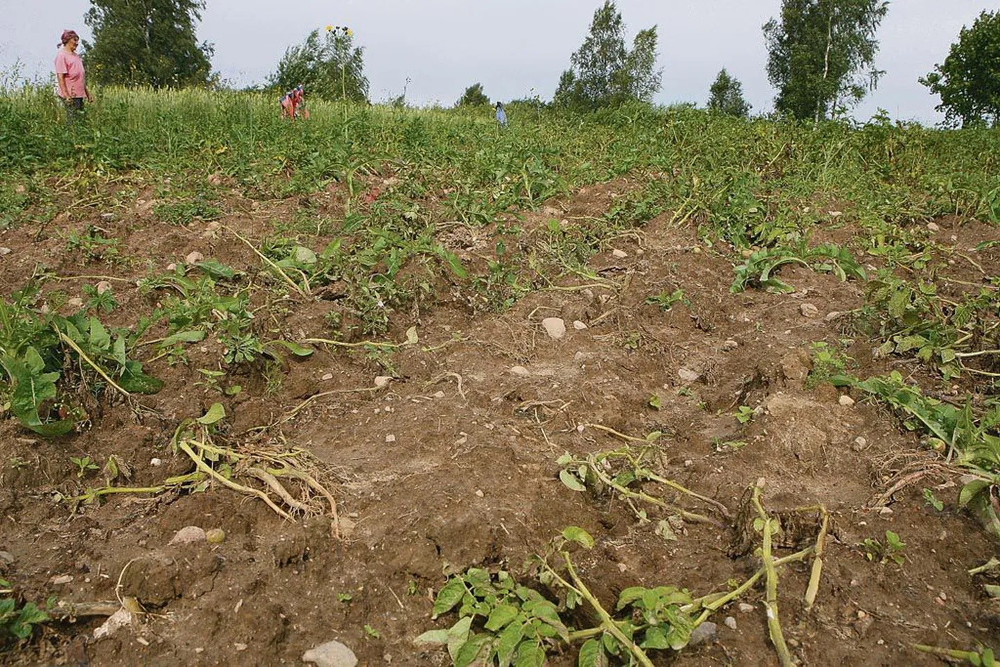 Kartulimaast üle käinud metssead teevad kärsaga sügavkündi ja valivad kõhutäiteks parima sordi ning kui järg käes, võtavadki enne sügist kartuli üles. Tööd ja vaeva näinud kasvataja krussis närvi ei tõtta keegi sirgeks tõmbama ja lõpuks on ainus lahendus lasta tuleval kevadel maa ohakasse ning talvekartul linnast turult osta.