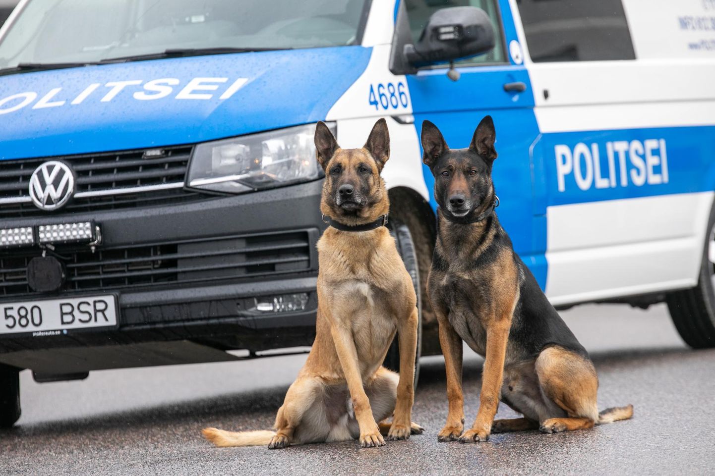 Ida prefektuuri koerajuhil Raul Bambergil on kaks õpipoissi: Mauserile (vasakul) lisaks viieaastane Tiissel.